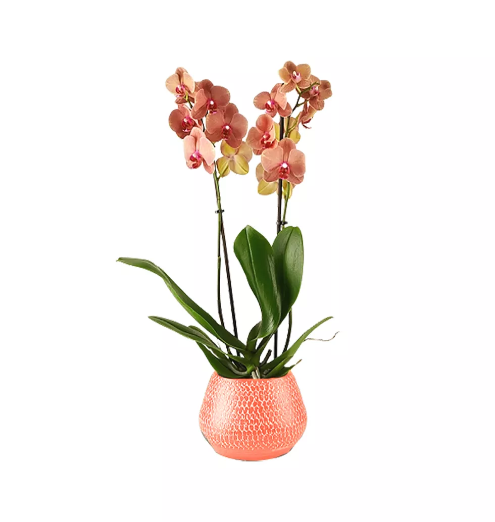 Captivating Charm Of Tiger Orchid