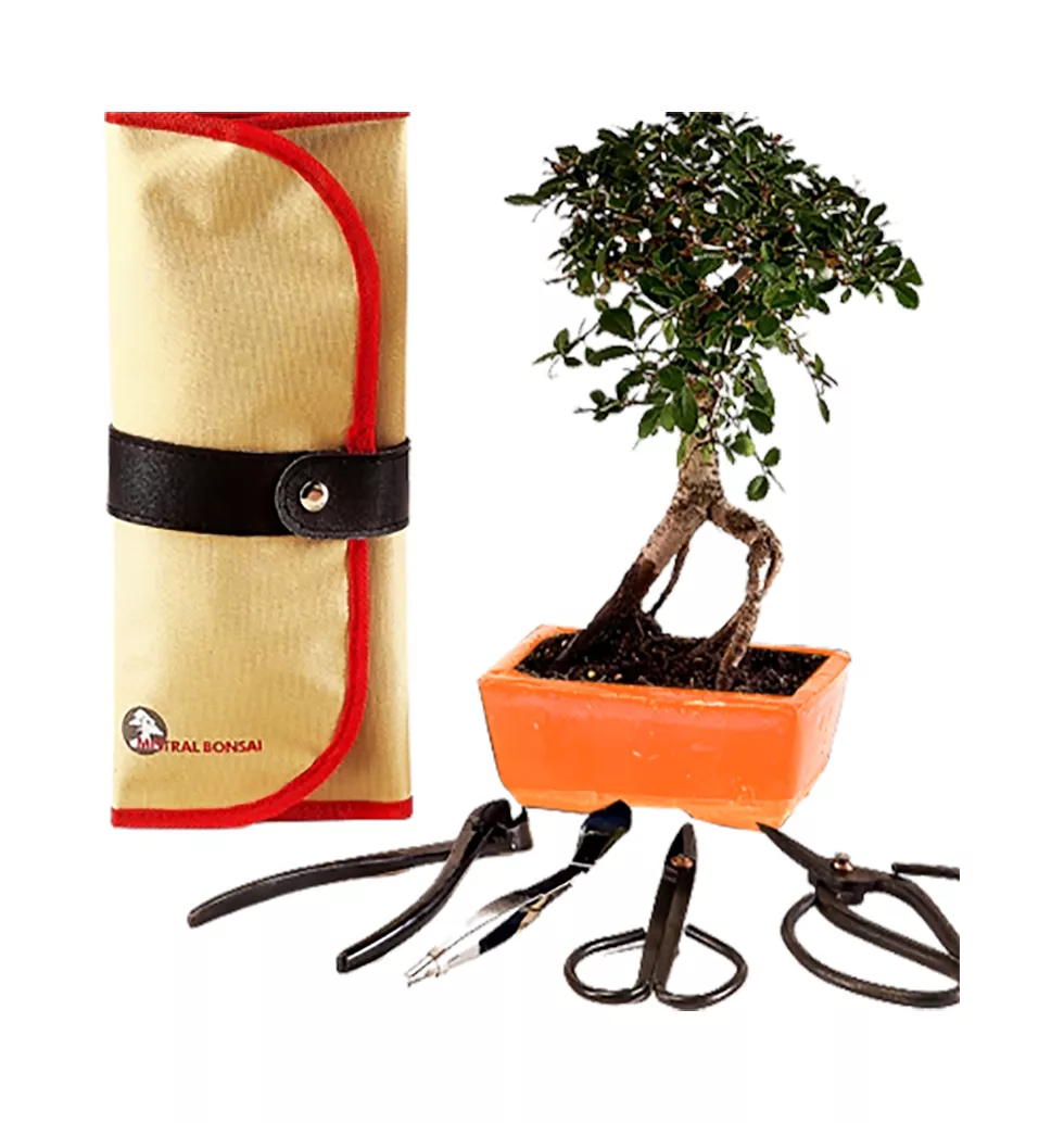 Gorgeous Zelkova Bonsai