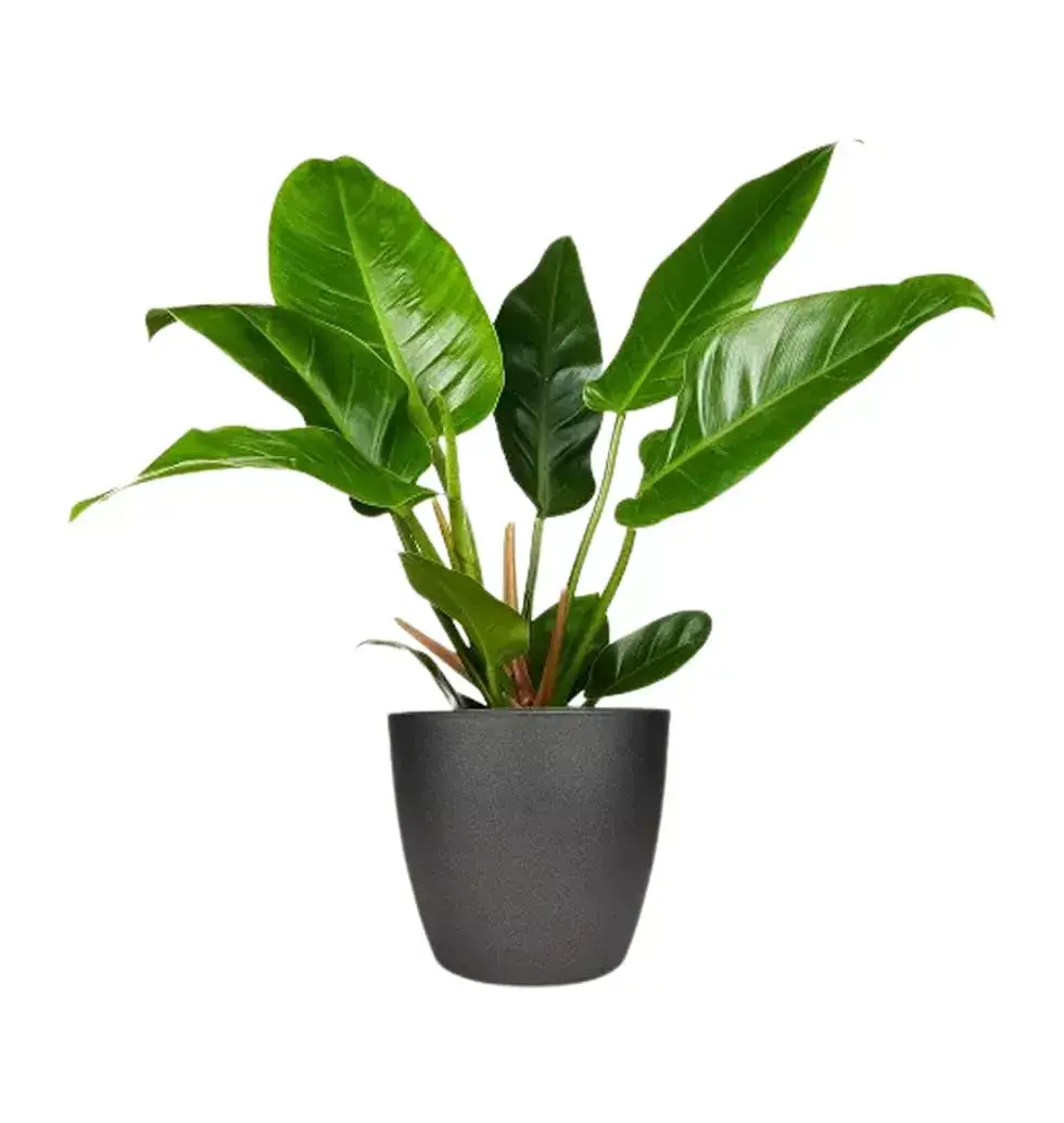 Philodendron Imperial Green
