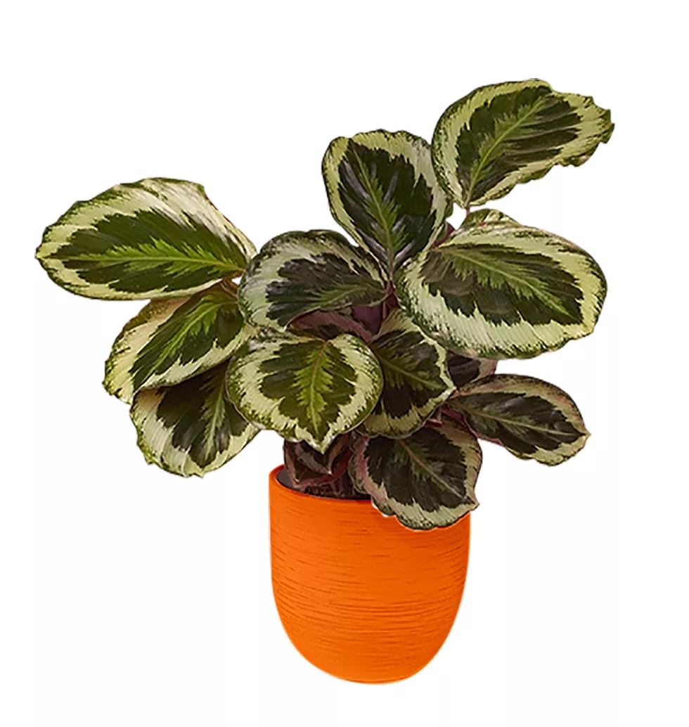 Rare Medallion Calathea Plant